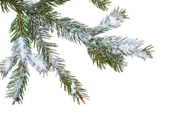 Christmas tree branch with snow on isolated white background. Winter holiday element for greeting...
