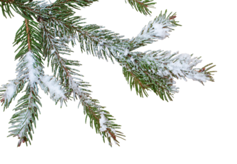 Christmas tree branch with snow on isolated white background. Winter holiday element for greeting card, design invitation