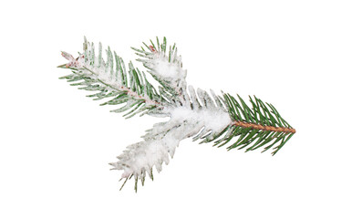 Christmas tree branch with snow on isolated white background. Winter holiday element for greeting card, design invitation