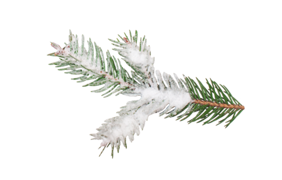 Christmas tree branch with snow on isolated white background. Winter holiday element for greeting card, design invitation