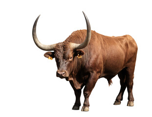 buffalo with big horns isolated on transparent background PNG