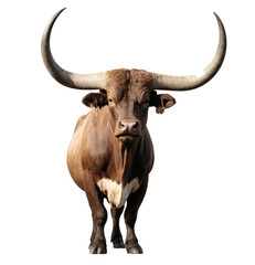 buffalo with big horns isolated on transparent background PNG