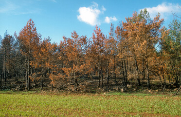foret aprés incendie, 