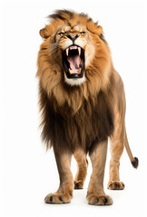 Obraz premium Lion with a full mouth yawns and growls isolated on a white background