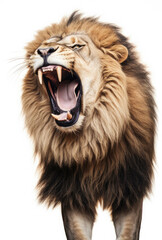 Lion with a full mouth yawns and growls isolated on a white background