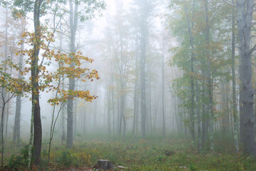 Minimalistic landscape of an autumn forest in thick fog. Artistic photo. Hidden fog and branches with autumn leaves
