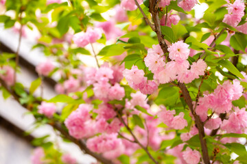 Sakura. Cherry blossom, branches with flowers sway in the wind. Pink flowers of the sakura tree. Spring landscape with flowering trees. Beautiful nature on a sunny day.