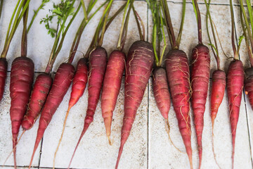 Organic carrot harvest with bright orange hue core and purple peel close-up on grey table 