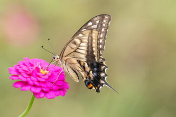 花に止まるアゲハチョウ
