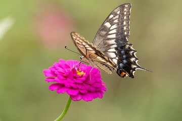花に止まるアゲハチョウ