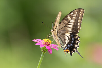 花に止まるアゲハチョウ