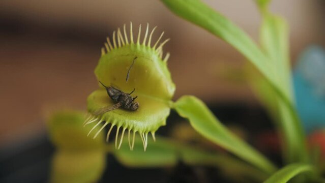 Venus flytrap catching a fly.