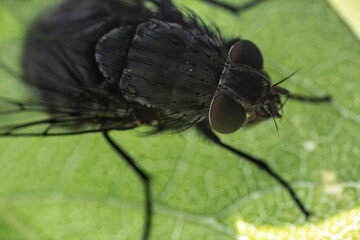 Extreme close up of housefly. Bluebottle with large eyes and back hair. Annoying gray flying...