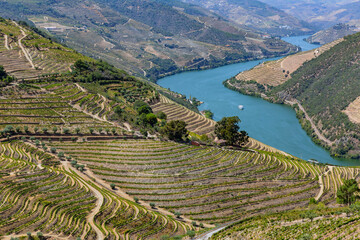 douro river valley near Pinhao - obrazy, fototapety, plakaty