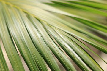 Close up green palm leaf texture. Plam tree. Ornamental plants in the garden. Tropical palm leaves. Floral background