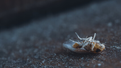 Macro photo of a dead insect. Tiny cockroach lifeless on the ground. Cycle of nature, disease and...