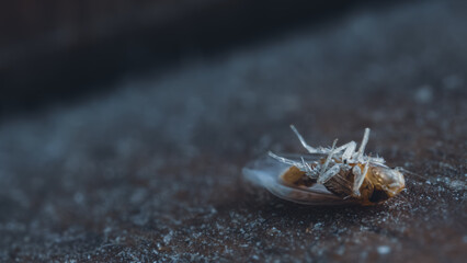 Macro photo of a dead insect. Tiny cockroach lifeless on the ground. Cycle of nature, disease and death.  Extreme close-up and high details.