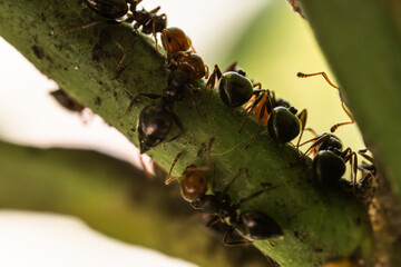 Tiny ants breed aphids. Red-headed ants control and coexist in the branches of a plant by breeding numerous aphids. Animal behavior and entomology. Ultra macro photography and close-up portraits.