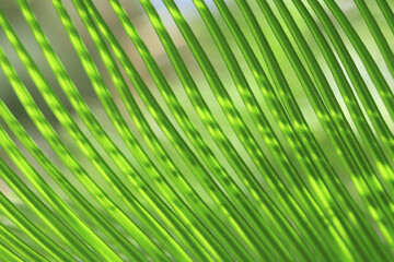 Tropical young Cycas palm in bright sunshine. Beautiful natural green fresh leafs. Natural green background . Leaves of Cycas revoluta. Landscape plant. Leaf texture background