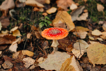 fly agaric in the autumn forest