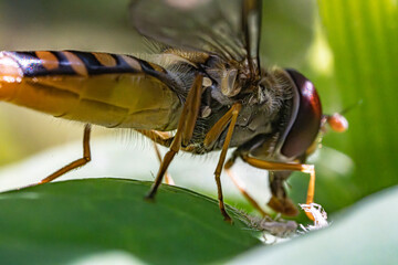 Syrphus ribesii, very common Holarctic species of hoverfly. Macro photo of a large wasp-like fly. Flying insect on a leaf in a garden in spring. Fast insects outdoors.