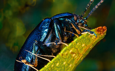 Macro shot of great blue beetle. Iridescent blue beetle rests on a leaf. Close-up portrait of...