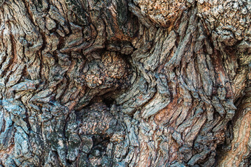 Texture of large wrinkled trunk. Knotty and wavy bark. Graphic layer with woody pattern. Detail of...
