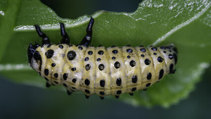 Psyllobora vigintiduopunctata, large ladybug larva. Yellow bug with black spots clinging under a...