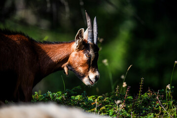 2023 7 29 Ortigara goat 1.jpg