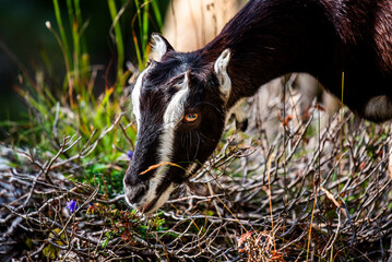 2023 7 29 Ortigara goat 2.jpg