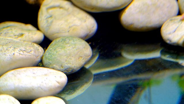 Animal Videography. Fish on tanks. Fish footage Synodontis catfish trying to hide in the white rocks. Shots in 4k Resolution