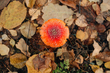 fly agaric in the autumn forest
