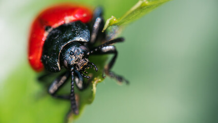 Large ladybug-like beetle. Red and black insect with a third eye on forehead. Ultra macro photo,...