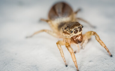 Small jumping spider with big eyes. Hairy and funny spider looking at the camera. Macro photography of tiny insects and invertebrates. Tiny arthropod on a wall.