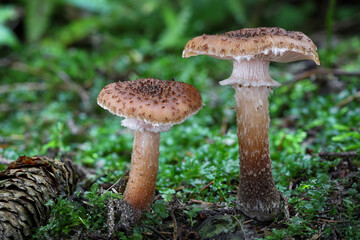 Two edible Armillaria ostoyae mushroom commonly known as Honey mushroom