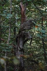 Tall tree with bark stripped by some animal or natural phenomenon. Wilderness and nature photography.