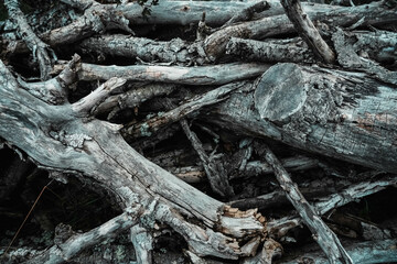 Texture of bunched dry branches. Intertwined dead trees. Detail of peeled and cut branches and wood. Graphic material.