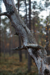 Long dead tree. Death of nature and deforestation. Long, tapering, crooked trunk fallen to the...