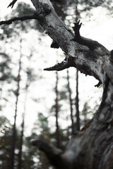 Long dead tree. Death of nature and deforestation. Long, tapering, crooked trunk fallen to the...