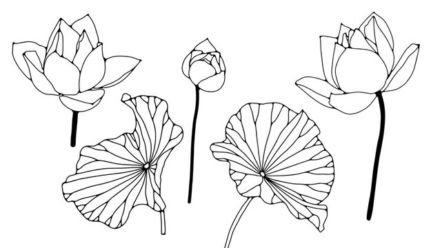 Black outline of water lily flowers and leaves on a white background for coloring pages, publications in books and magazines.