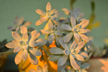 ghost plant succulent in sunlight in the pot, graptopetalum paraguayense