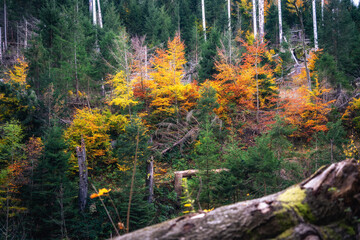 Bunter Mischwald im Herbst im Ilsetal