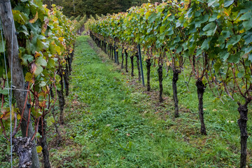 Fototapeta na wymiar Vineyards on the Rotweinwanderweg in the Ahr Valley, western Germany
