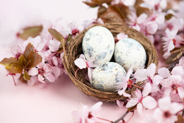 Colored easter eggs in a bird nest, pink cherry blossoms, holiday greeting card, spring season background 