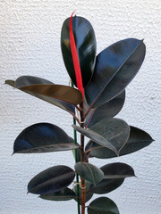 ficus elastica, rubber plant, with young red growing leaf