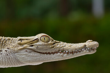 Closeup to Crocodile isolated on nature background