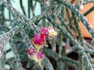pencil cactus with small purple seed balls close up, rhipsalis pilocarpa