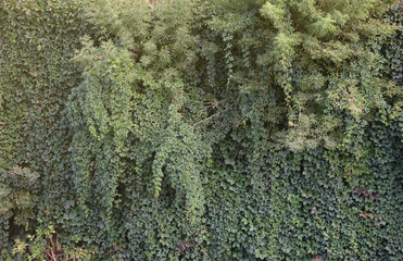 Old castle wall full of green ivy leaves in early autumn close up