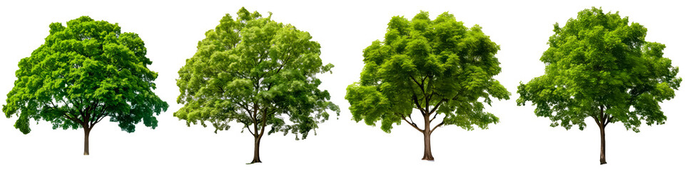 Green tree on white background - Powered by Adobe