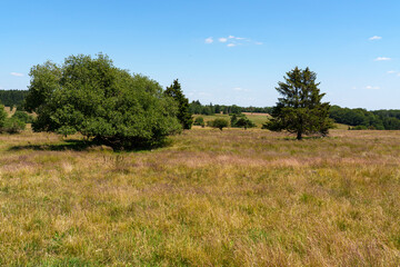 Landschaft im NSG &bdquo;Hohe Rh&ouml;n" zwischen Schwarzen Moor und Eisgraben, Biosph&auml;renreservat Rh&ouml;n, Unterfranken, Franken, Bayern, Deutschland